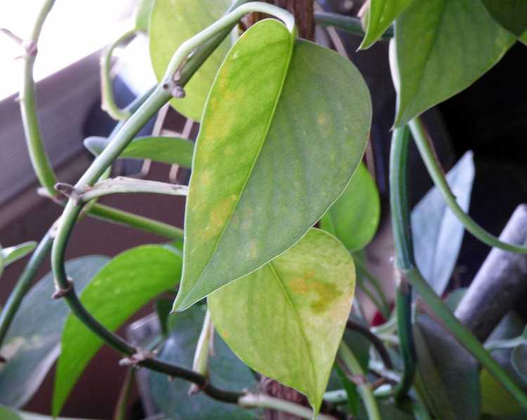 You are currently viewing Les feuilles de pothos jaunissent : que faire pour les feuilles jaunes sur les pothos