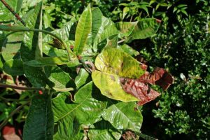 Lire la suite à propos de l’article Traiter les feuilles jaunes du Mandevilla : Que faire pour qu'une plante de Mandevilla jaunisse