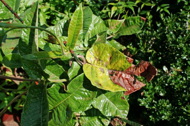 You are currently viewing Traiter les feuilles jaunes du Mandevilla : Que faire pour qu'une plante de Mandevilla jaunisse