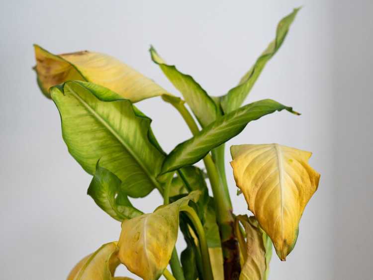 Lire la suite à propos de l’article Feuilles de plantes jaunes : découvrez pourquoi les feuilles des plantes jaunissent