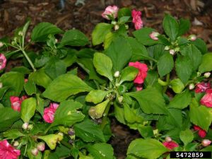 Lire la suite à propos de l’article Les impatiens jaunissent : quelles sont les causes des feuilles jaunes sur les plantes d'impatiens