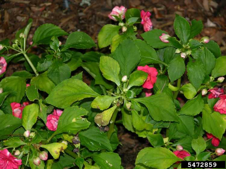 You are currently viewing Les impatiens jaunissent : quelles sont les causes des feuilles jaunes sur les plantes d'impatiens