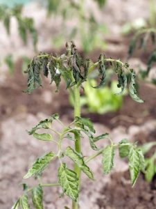 Lire la suite à propos de l’article Conseils pour prendre soin des plantes et des fleurs par temps chaud