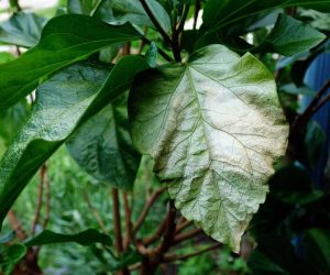 Lire la suite à propos de l’article Feuilles des plantes devenant blanches ou pâles : découvrez les dommages causés par les coups de soleil aux plantes