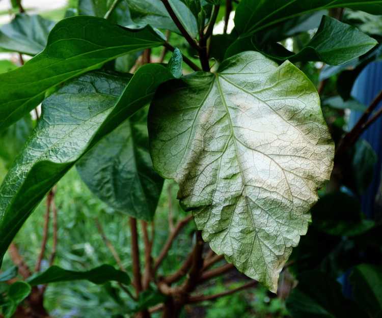 You are currently viewing Feuilles des plantes devenant blanches ou pâles : découvrez les dommages causés par les coups de soleil aux plantes