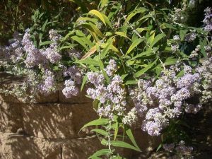 Lire la suite à propos de l’article Les feuilles du buisson aux papillons jaunissent : comment réparer les feuilles du buisson aux papillons jaunissantes