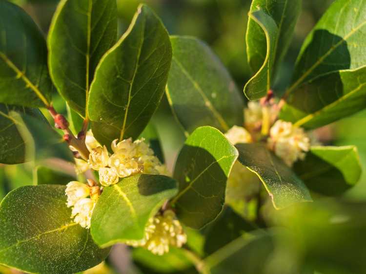 You are currently viewing Le laurier a des feuilles jaunes : pourquoi mon laurier devient-il jaune