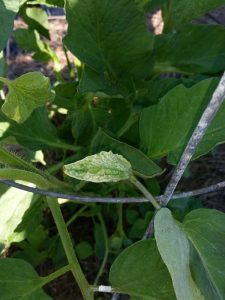 Lire la suite à propos de l’article Les feuilles de tomates deviennent blanches : comment traiter les plants de tomates à feuilles blanches