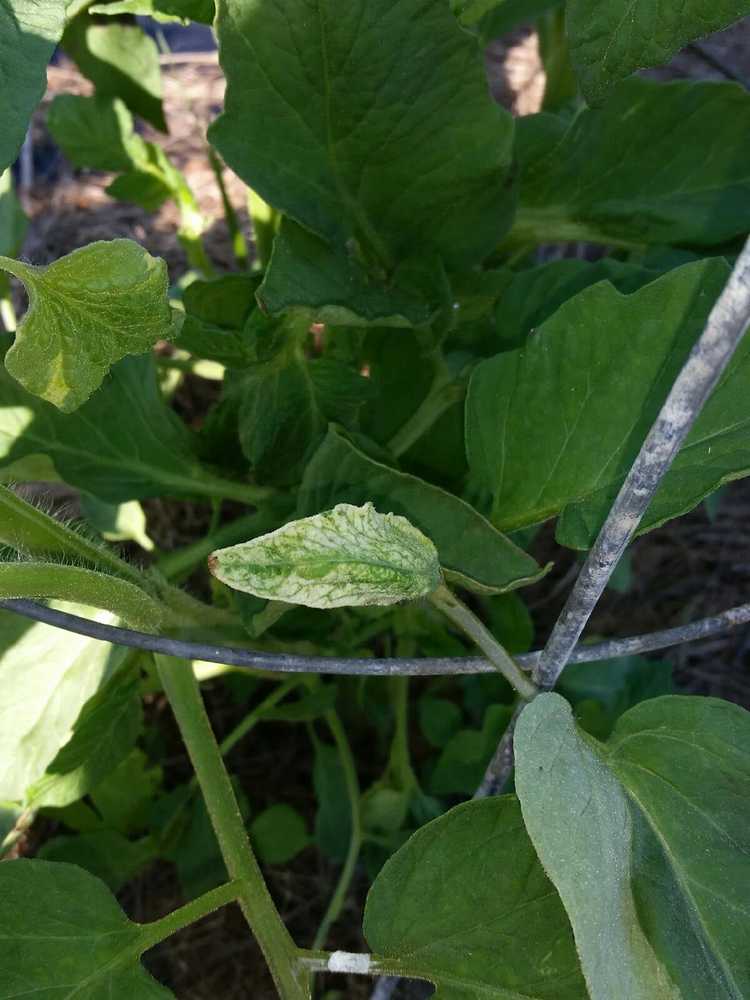 You are currently viewing Les feuilles de tomates deviennent blanches : comment traiter les plants de tomates à feuilles blanches