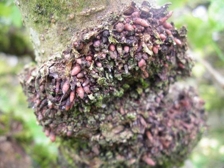 You are currently viewing Que sont les foreurs de Burrknot : Symptômes et causes de Burrknot dans les arbres