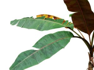 Lire la suite à propos de l’article Division des feuilles des plantes d'intérieur : que faire pour les feuilles se séparant au milieu