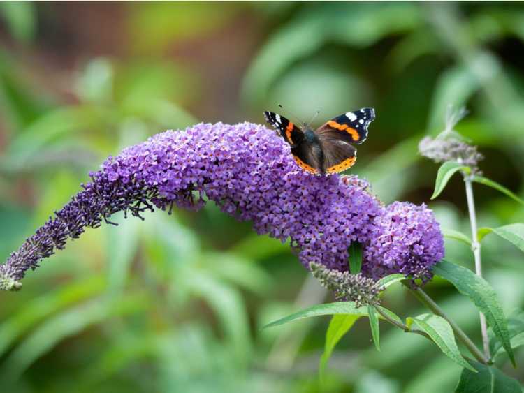 Lire la suite à propos de l’article 7 pires plantes pour les abeilles, les papillons et les pollinisateurs