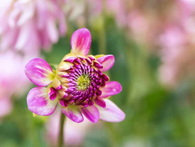 Lire la suite à propos de l’article Comment les plantes savent-elles quand fleurir ?