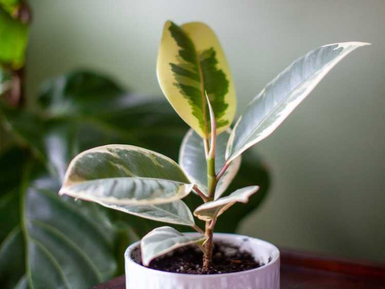 You are currently viewing Plantes d'intérieur panachées avec de belles feuilles