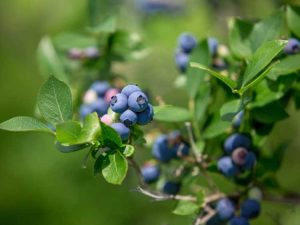 Lire la suite à propos de l’article Balai de sorcière dans le bleuet : traiter les myrtilles avec le balai de sorcière