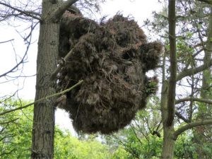 Lire la suite à propos de l’article Signes et symptômes du balai de sorcière sur les arbres et arbustes