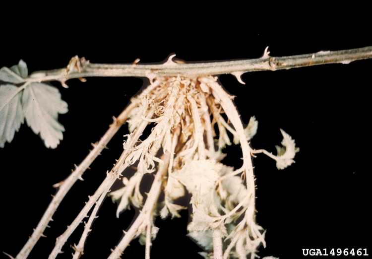 You are currently viewing Champignon du balai de sorcière – Symptômes du balai de sorcière dans les mûres