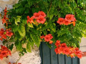 Lire la suite à propos de l’article Problèmes avec les vignes trompettes – Pourquoi ma vigne trompette perd-elle des feuilles