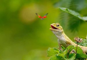 Lire la suite à propos de l’article Créer un jardin pour les lézards : comment attirer les lézards dans le jardin