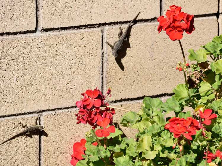 Lire la suite à propos de l’article Gestion des populations de lézards : conseils pour se débarrasser des lézards dans les jardins