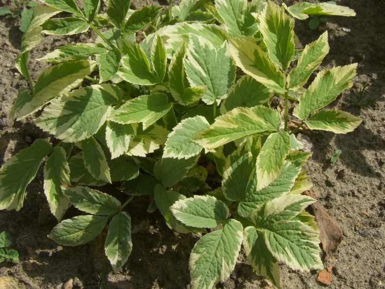 You are currently viewing Réversion des mauvaises herbes de Bishop's – Apprenez-en davantage sur la perte de panachure chez les mauvaises herbes de Bishop's