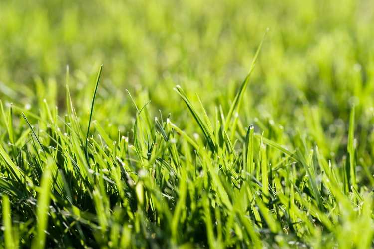 Lire la suite à propos de l’article Comment tuer l’herbe naturellement – Tuez l’herbe indésirable dans votre jardin