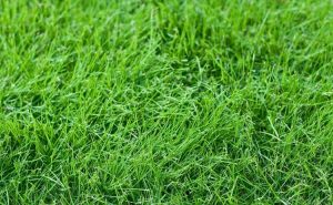 Lire la suite à propos de l’article Qu'est-ce qu'une pelouse sans tonte : conseils pour créer une pelouse sans tonte