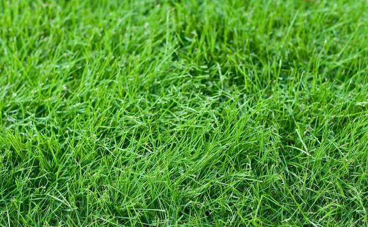 You are currently viewing Qu'est-ce qu'une pelouse sans tonte : conseils pour créer une pelouse sans tonte