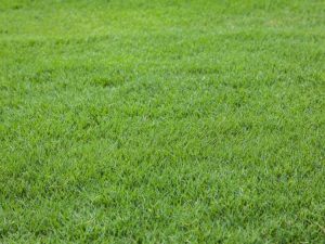 Lire la suite à propos de l’article Qu'est-ce que l'herbe chaude : comment faire pousser des graminées de saison chaude