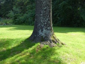 Lire la suite à propos de l’article Qu'est-ce qu'une éruption d'arbre : dois-je pouvoir voir les racines d'un arbre