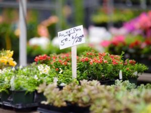 Lire la suite à propos de l’article Avez-vous besoin d’une licence pour vendre des plantes à domicile ?