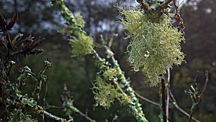 Lire la suite à propos de l’article Qu'est-ce que le lichen usné : le lichen usné nuit-il aux plantes