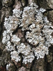 Lire la suite à propos de l’article Lichens sur les arbres – Traitement contre le lichen arboricole