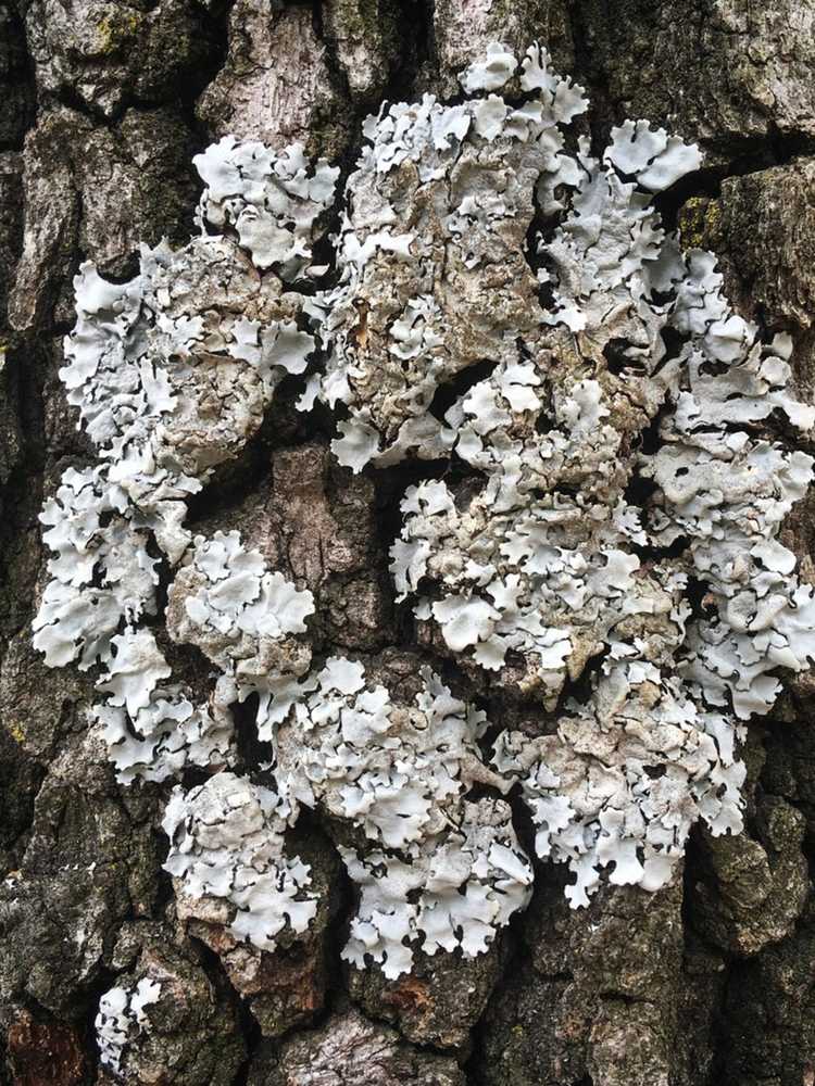 You are currently viewing Lichens sur les arbres – Traitement contre le lichen arboricole