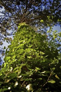 Lire la suite à propos de l’article Dommages causés aux arbres de lierre anglais : conseils pour éliminer le lierre des arbres