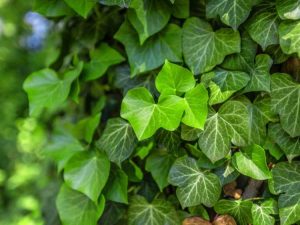 Lire la suite à propos de l’article Cultiver du lierre anglais – Comment prendre soin de la plante de lierre anglais