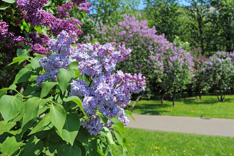 You are currently viewing Bien transplanter les lilas : découvrez comment et quand transplanter des lilas