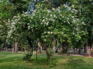 Lire la suite à propos de l’article Problèmes de lilas des arbres japonais – Traiter les problèmes des lilas à soie ivoire