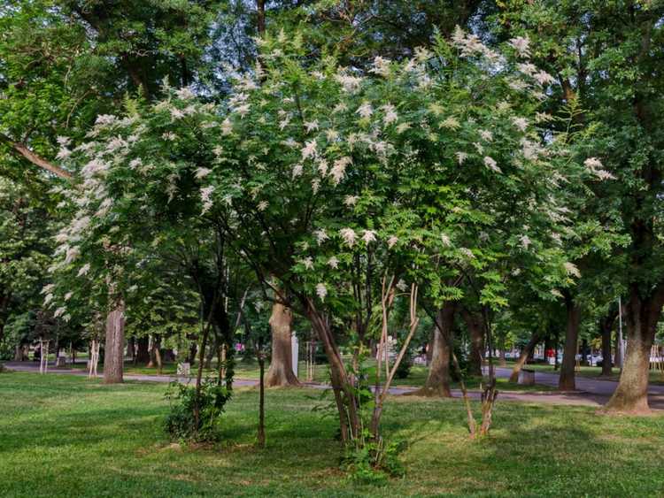 You are currently viewing Problèmes de lilas des arbres japonais – Traiter les problèmes des lilas à soie ivoire