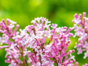 Lire la suite à propos de l’article Lilas coréen nain en pot: comment faire pousser du Syringa Meyeri dans des conteneurs