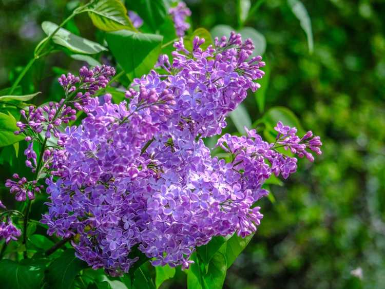 You are currently viewing Écorce qui pèle sur les lilas : raisons pour lesquelles l'écorce du lilas se détache de l'arbre