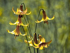 Lire la suite à propos de l’article Fleurs sauvages de lys du Canada – Comment faire pousser des lys du Canada dans les jardins