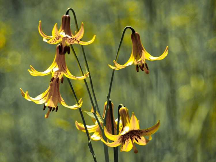 You are currently viewing Fleurs sauvages de lys du Canada – Comment faire pousser des lys du Canada dans les jardins