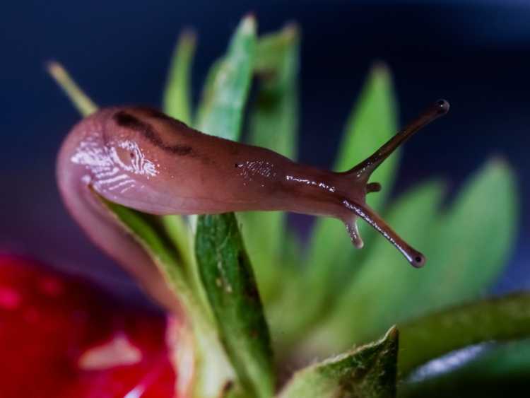 Lire la suite à propos de l’article Faits sur les limaces et comment tuer les limaces de jardin