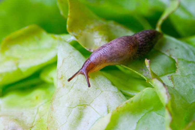 You are currently viewing Tuer les limaces avec de la bière : comment fabriquer un piège à limaces de bière