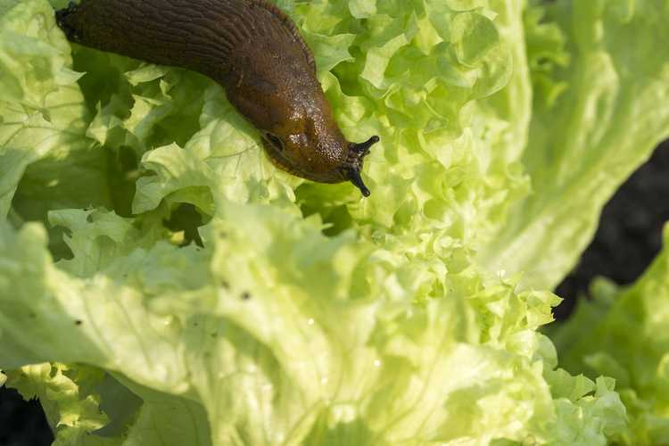 You are currently viewing Insectes dans le jardin : les ravageurs du jardin les plus courants à surveiller