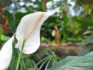 Lire la suite à propos de l’article Les lis de la paix ont-ils besoin d'engrais – Quand nourrir les plantes de lis de la paix