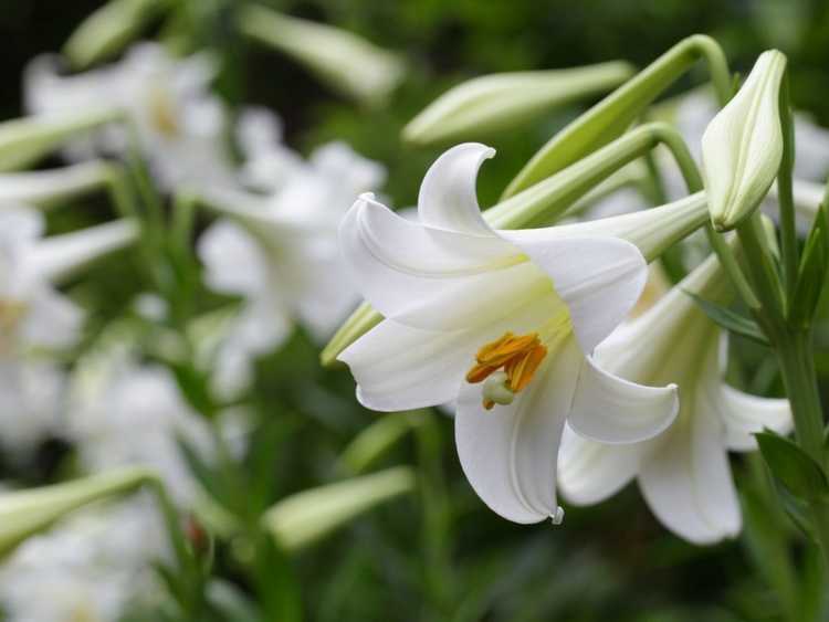 You are currently viewing Les lis de Pâques peuvent-ils être plantés à l'extérieur : conseils pour cultiver des lis de Pâques dans le jardin