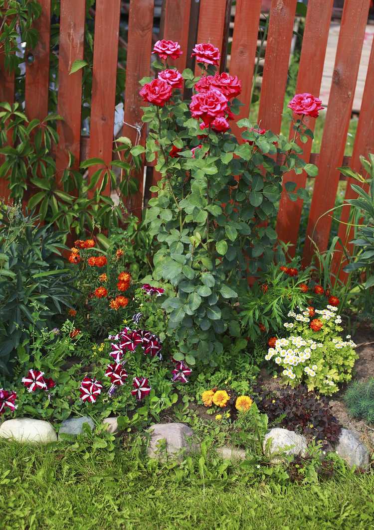 Lire la suite à propos de l’article Que cultiver sous les roses : conseils pour faire pousser des plantes sous les rosiers