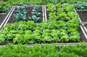 Lire la suite à propos de l’article Légumes qui poussent à l'ombre : comment faire pousser des légumes à l'ombre